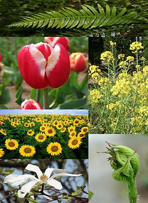 LAS PLANTAS FLORA Y FAUNA las plantas flora y fauna: